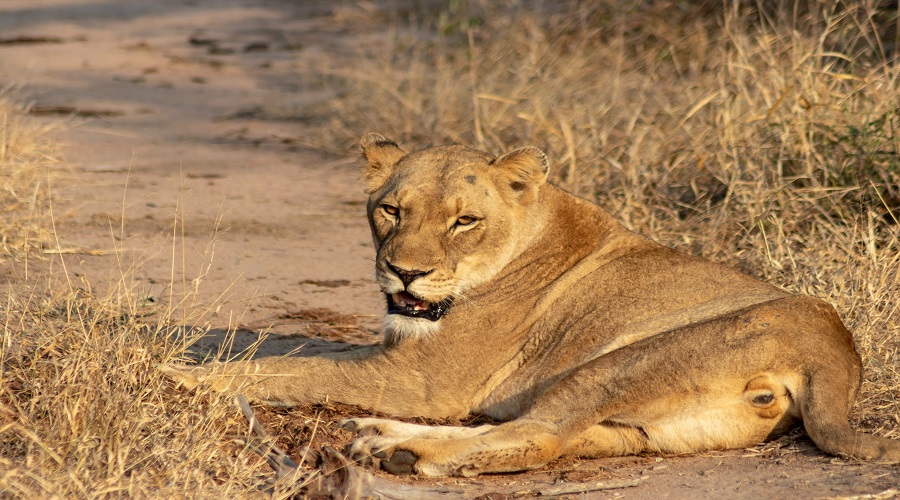 6-Day Mid-Range Safari from Karatu